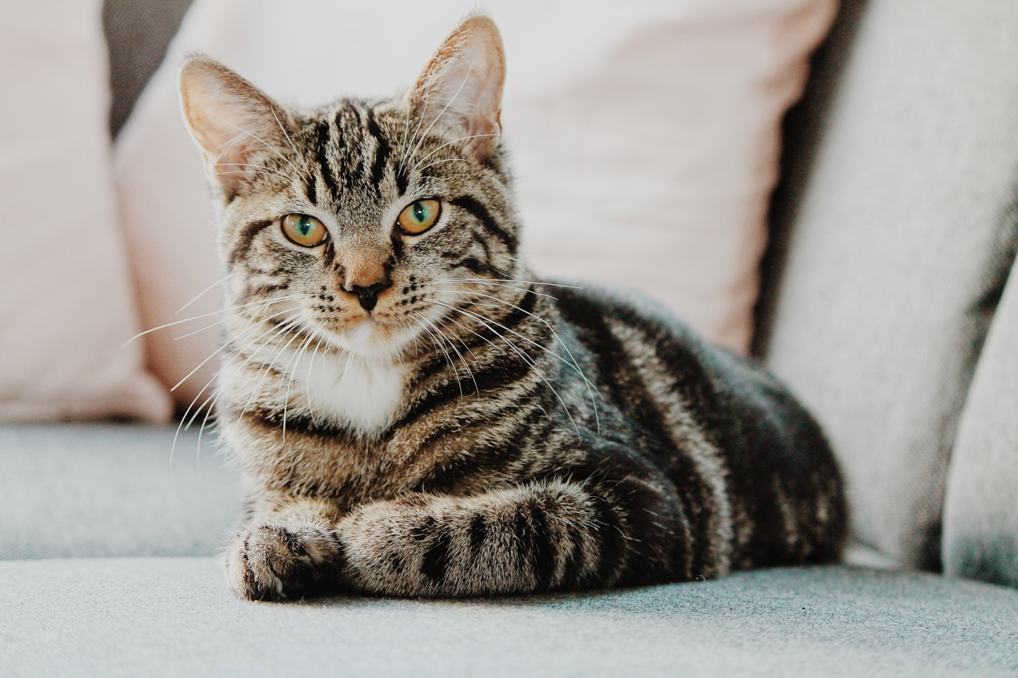 10 Tips for Improving Your Cat Rescue Skills