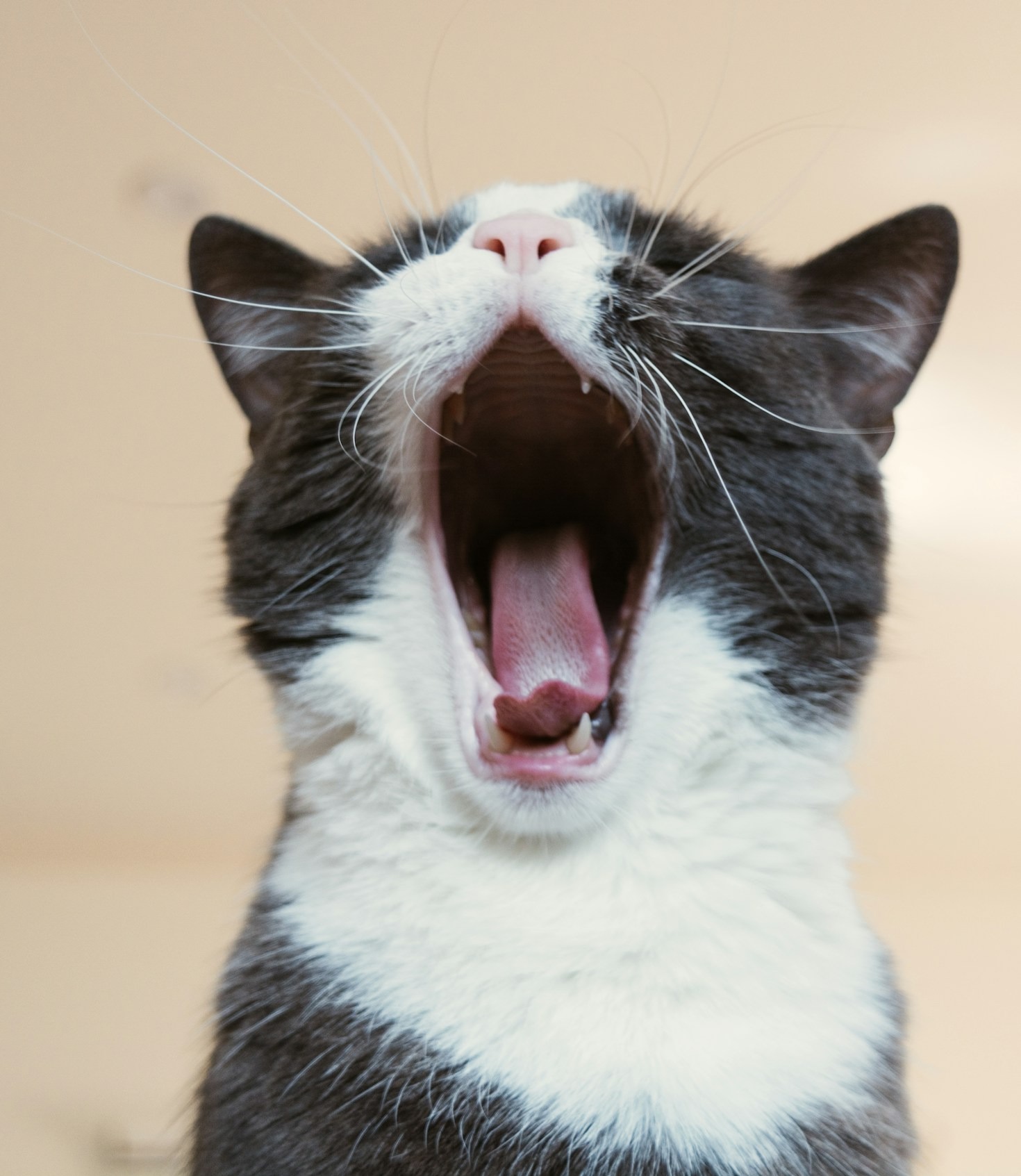 Behind the Scenes of Curious Cats Rescue Inc.