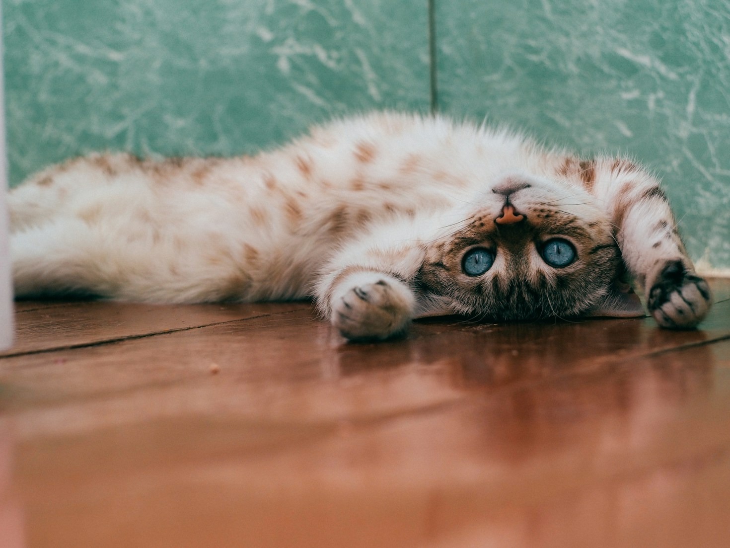 Innovative Ideas in Modern Feline Care