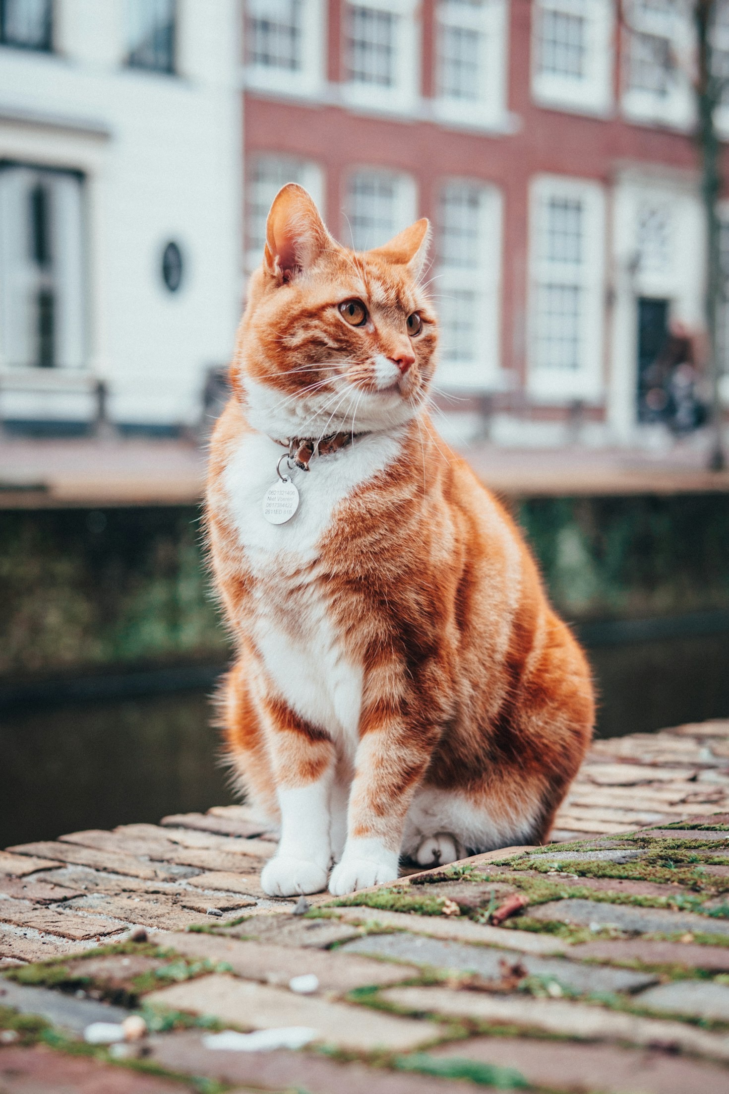 Building a Community Around Cat Rescue