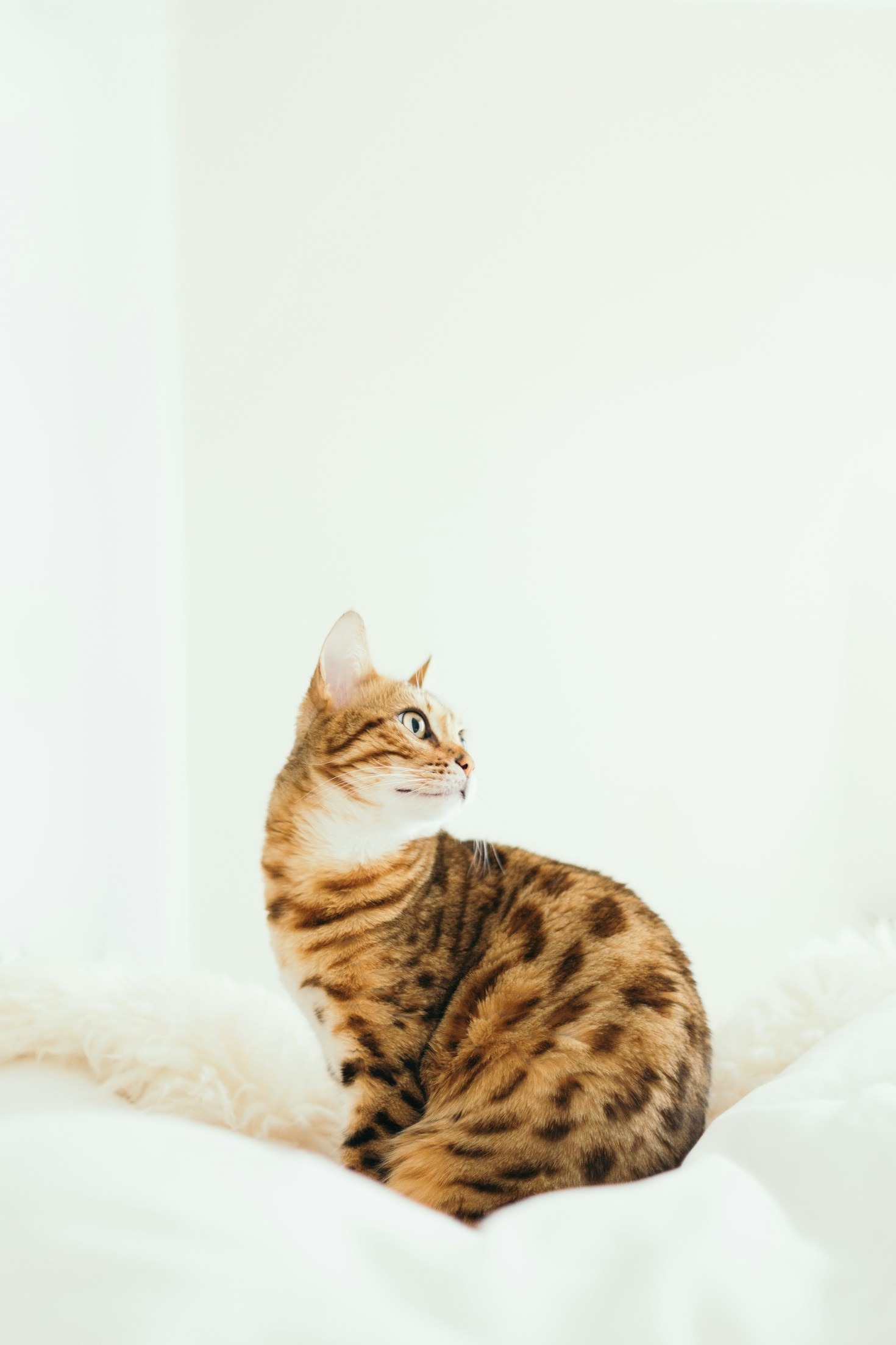 Celebrating Milestones in Our Rescue Journey
